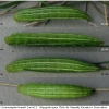 coen leander larva5 volg3